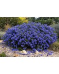 Ceanothus thyrsiflorus Concha